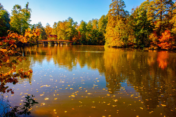 Fototapeta premium piękny jesienny krajobraz ze spadającymi liśćmi w jeziorze