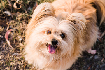 portrait of dog looking up long haired silky terrier