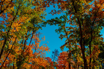 tree crowns in autumn in the forest
