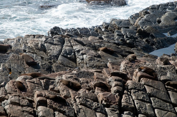 Kangaroo Island Australia, fur seals on rocks at bottom of cliffs in Flinders Chase National Park