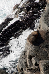 Kangaroo Island Australia, fur seal on rocks partway up cliff, with ocean waves in background