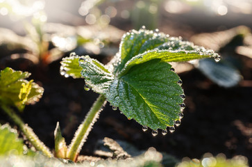 Morning dew on green leaves