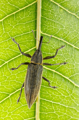 Weevil on green leaf