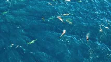 Aerial of common dolphins pod resting in Indian Ocean, South Africa
