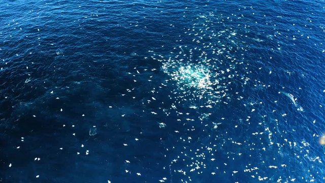 Flock of gannets diving to feed on bait ball Sardine Run, aerial shot