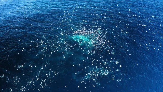 Gannets fly away after feeding frenzy in ocean, Sardine Run, aerial shot