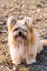 Small, fluffy, cute dog sitting down in the sunshine in a park. The dog is a long haired Australian silky terrier cross