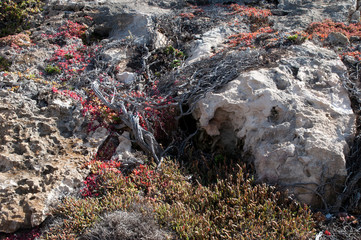 Kangaroo Island Australia, windswept rocky landscape covered with  coastal vegetation 