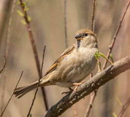 sparrow on a branch