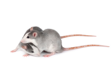 Two young gray rats isolated on white background. Rodent pets. Domesticated rats close up. Rats look at something