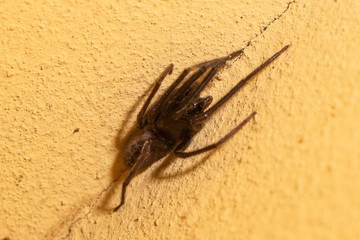 Close-up of a spider on the wall