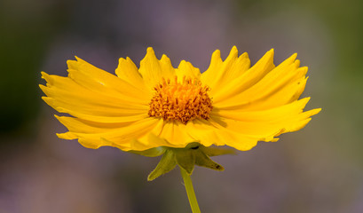 yellow flower