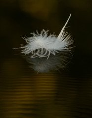 white feather on dark water