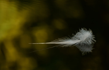 white feather on black background water