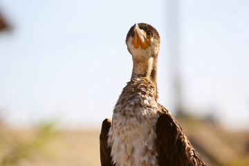 Cormorant drying in the sun