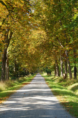 Fototapeta na wymiar Tree path in a park in a fall season
