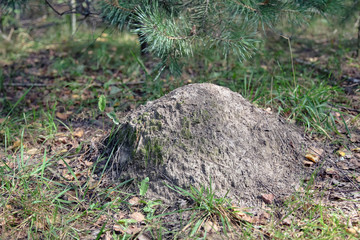 Anthill in grass in forest