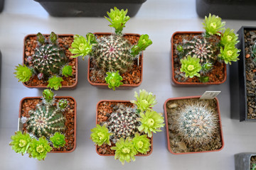 Yellow flowers on a cactus growing in a pot.