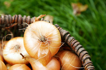 Fresh onions harvest  in wooden basket on grass. Freshly dug onion bulbs. Onions after harvesting from village garden. Village gardening. Bio products healthy lifestyle.