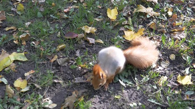 forest squirrel takes food from his hand in a city park. Gomel, Belarus