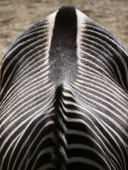 Zebras Rücken