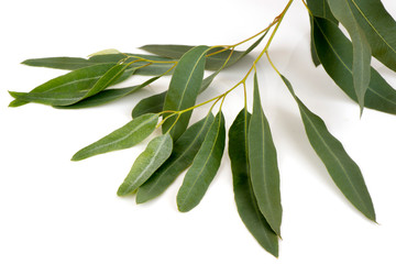 Eucalyptus,green leaves have property medicine.