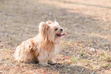 australian silky terrier on grass panting with tongue out