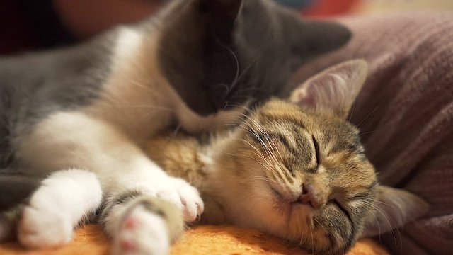 Niedliche junge Katzen schmusen