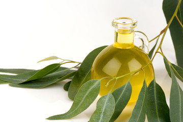 Eucalyptus,green leaves and oil have property medicine.