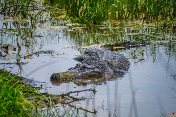 A large American Alligator in Laguna Atascosa NWR, Texas