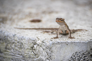 A brown Anole in Laguna Atascosa NWR, Texas