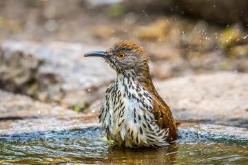 A Brown Thrasher in Laguna Atascosa NWR, Texas