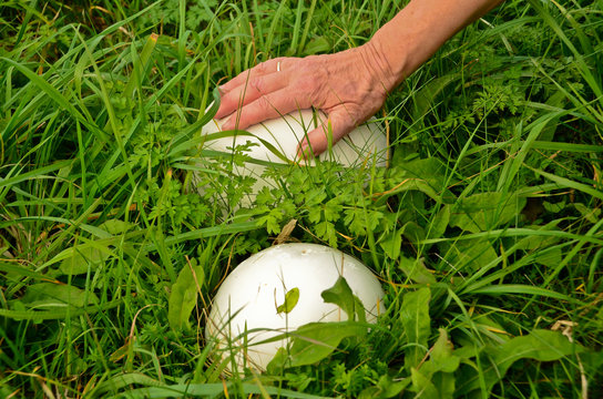 a single hand touches a large, white puffpall, mushroom, in the grass