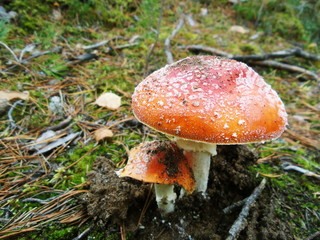 Harmful mushroom in autumn forest