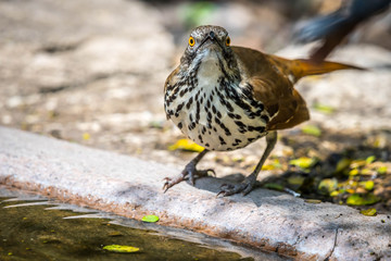A Brown Thrasher in Laguna Atascosa NWR, Texas