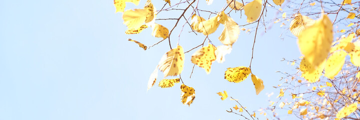 Yellow foliage in the autumn park. Autumn leaves sky background.