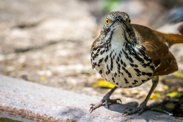 A Brown Thrasher in Laguna Atascosa NWR, Texas