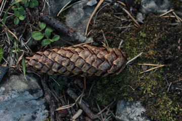 Pinecone