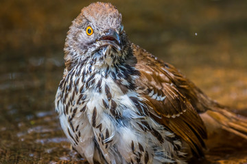 A Brown Thrasher in Laguna Atascosa NWR, Texas
