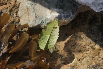 Leaf