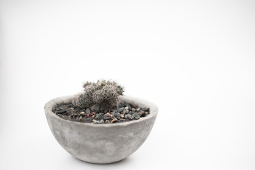 Potted plants on a white background