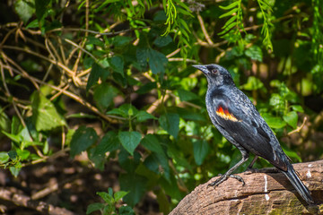 A Red Winged Blackbird in Laguna Atascosa NWR, Texas