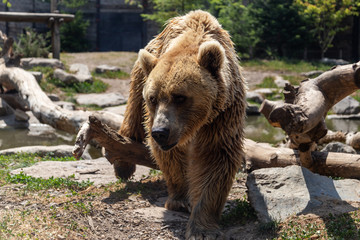 Fototapeta premium Un ours brun au zoo d'Amnéville