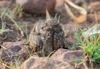 Indian Nightjar Bird seen  at Tadoba Andhari Tiger Reserve,Maharashtra,India