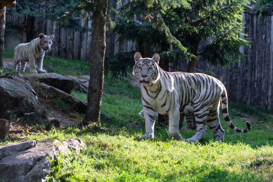 49 Best Amneville Images Stock Photos Vectors Adobe Stock