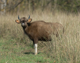 Indian Gaur seen  at Tadoba Andhari Tiger Reserve,Maharashtra,India