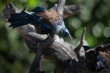 Tui birds fighting with feathers up on Tiritiri Matangi Island