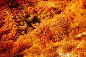 Autumn landscape beautiful colored trees. Wonderful picturesque background. Selective focus.