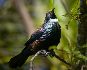 Close-up portrait of Tui bird perched high on a tree branch on Tiritiri Matangi Island
