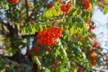Obraz premium Rowan berries cluster on branch on blurred background of tree